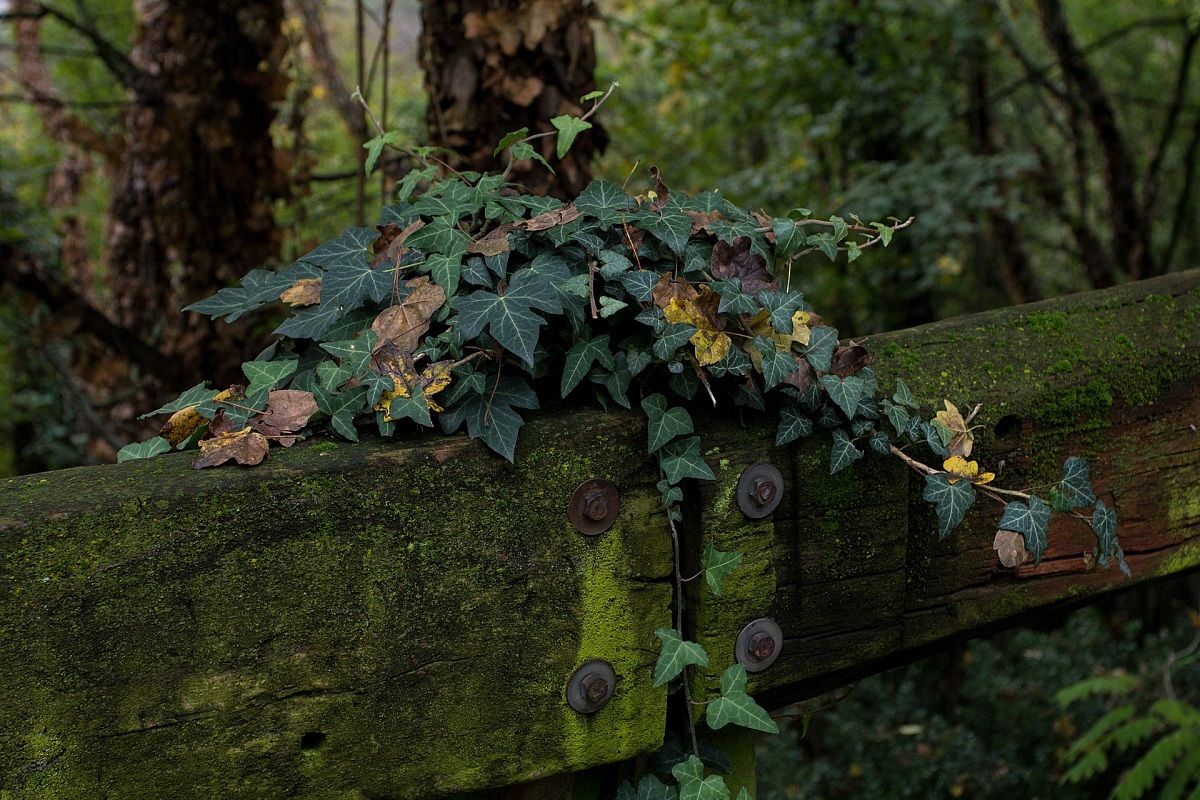 Ivy on wood plank