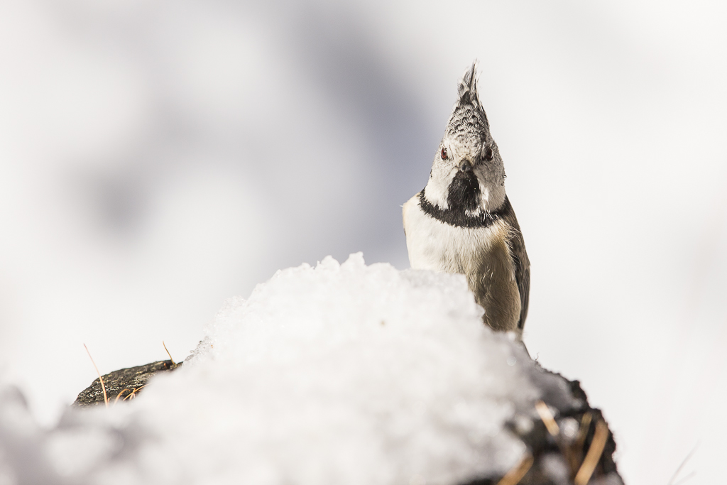 Abominevole cincia delle nevi