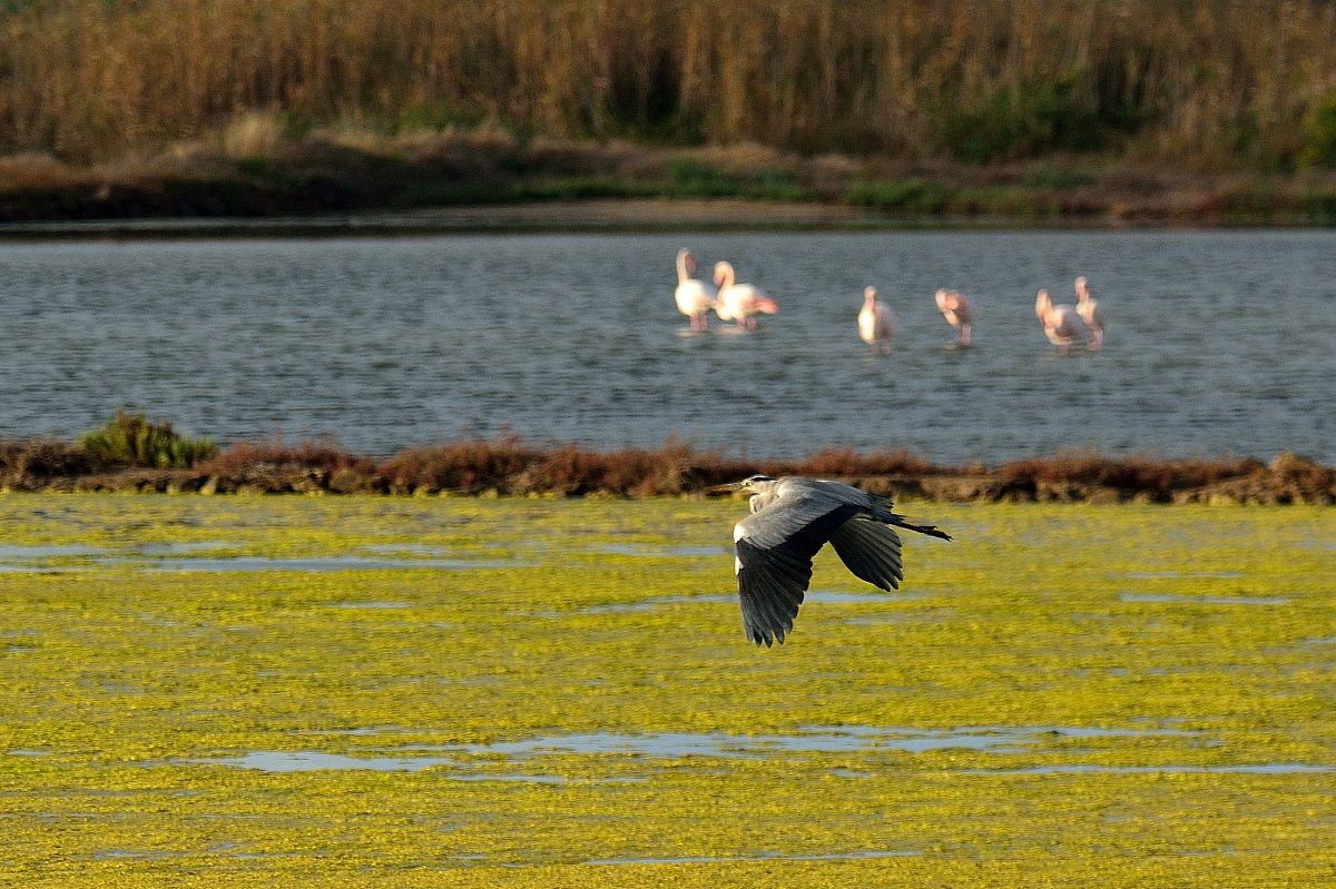 Grey Heron in flight