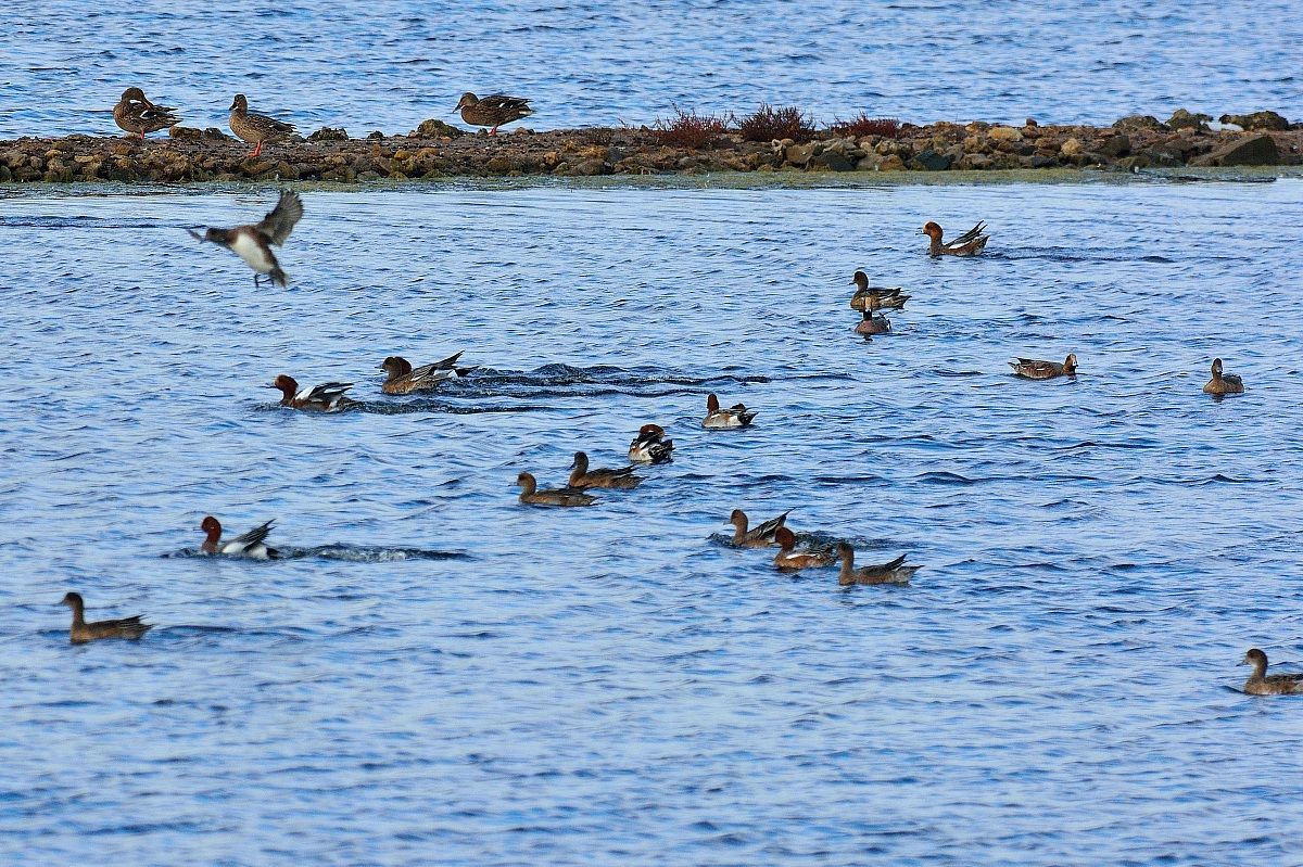 Wigeon in ditching