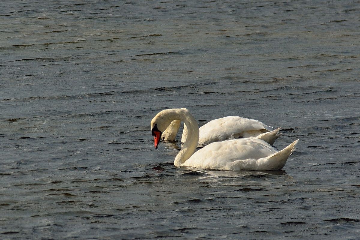 Swan