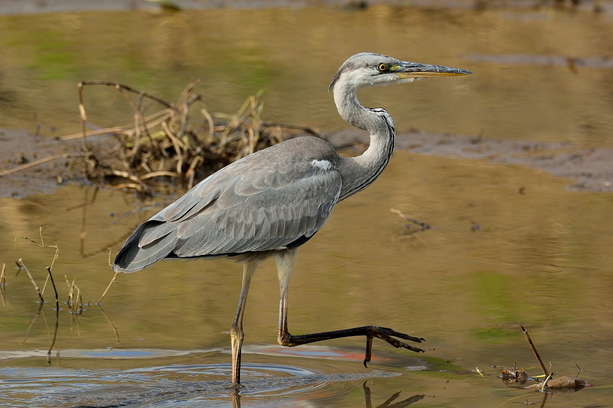 Grey Heron