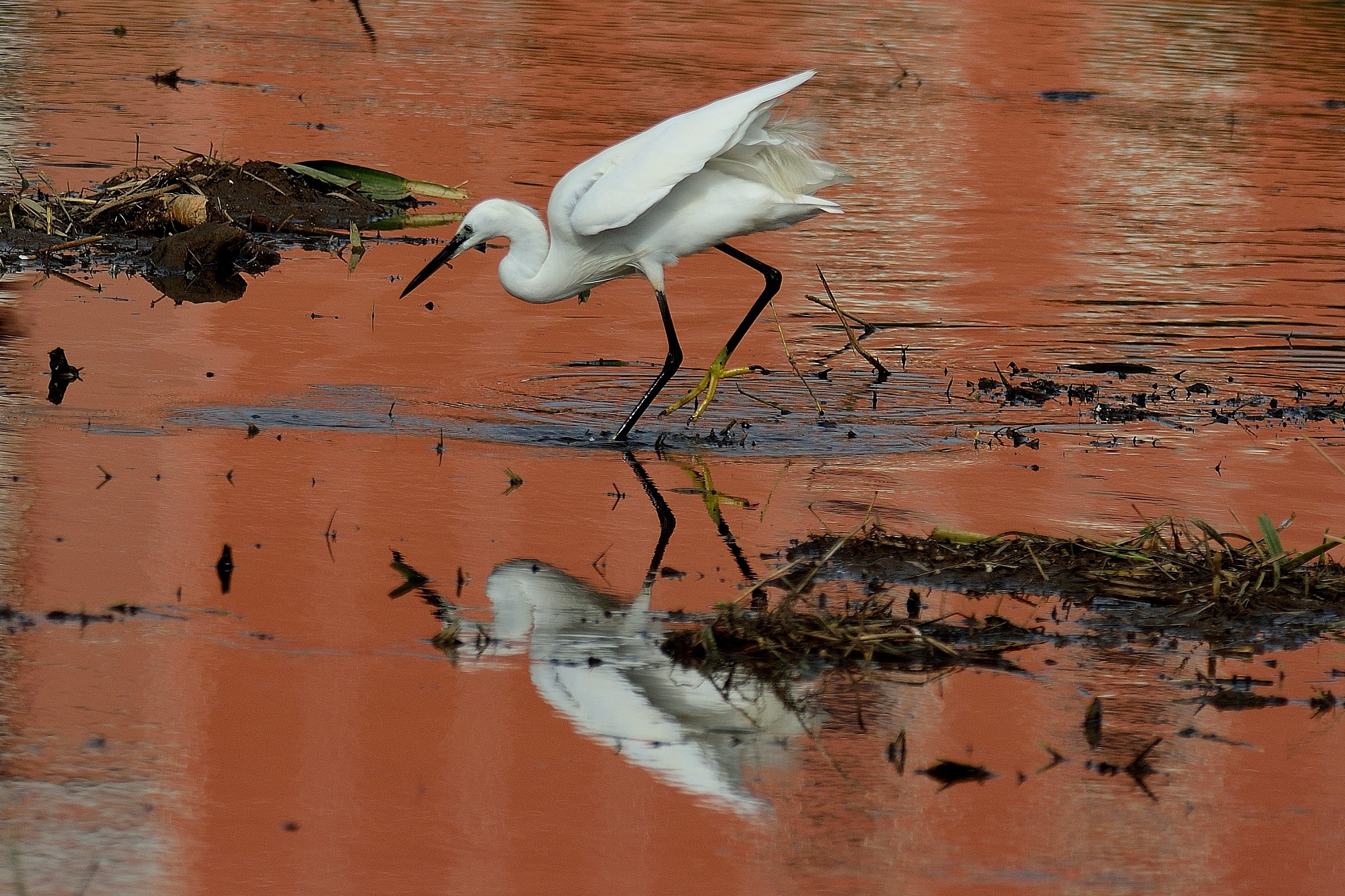 Egret