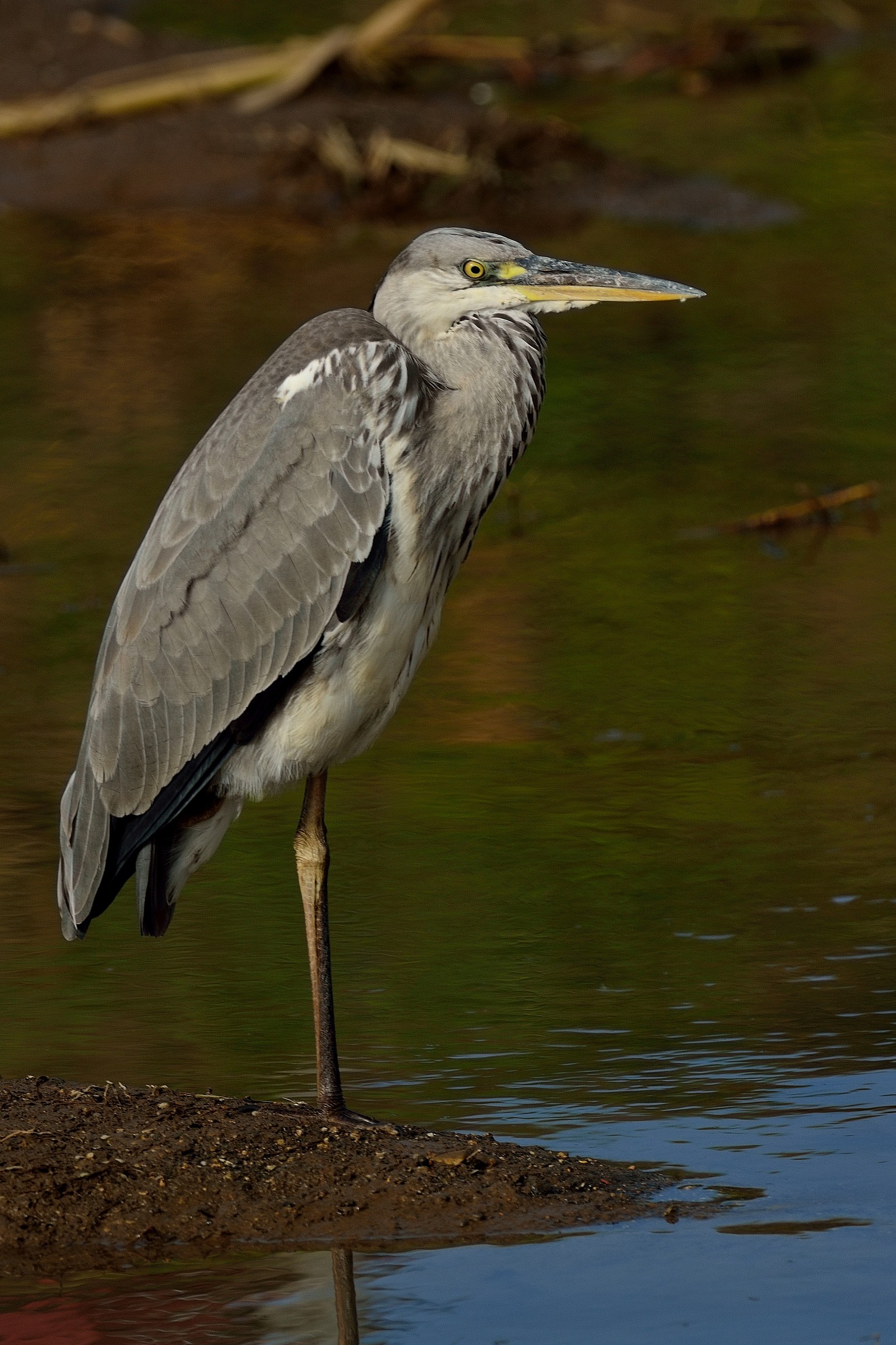 Grey Heron