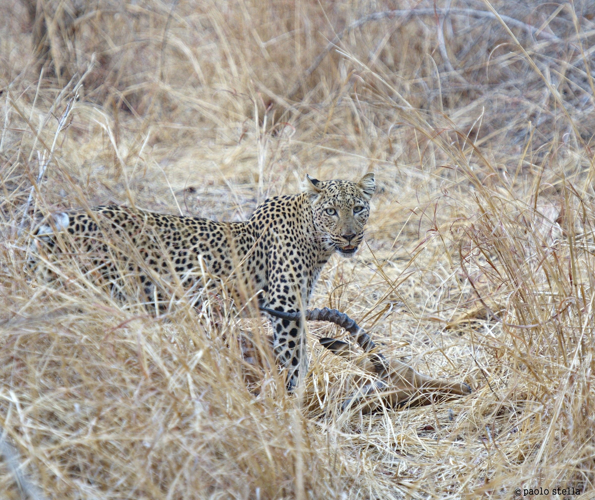 leopard with the kill