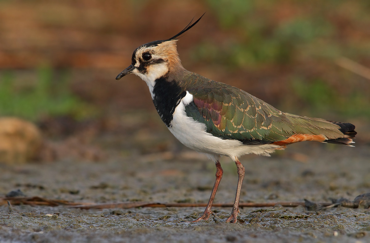 Lapwing