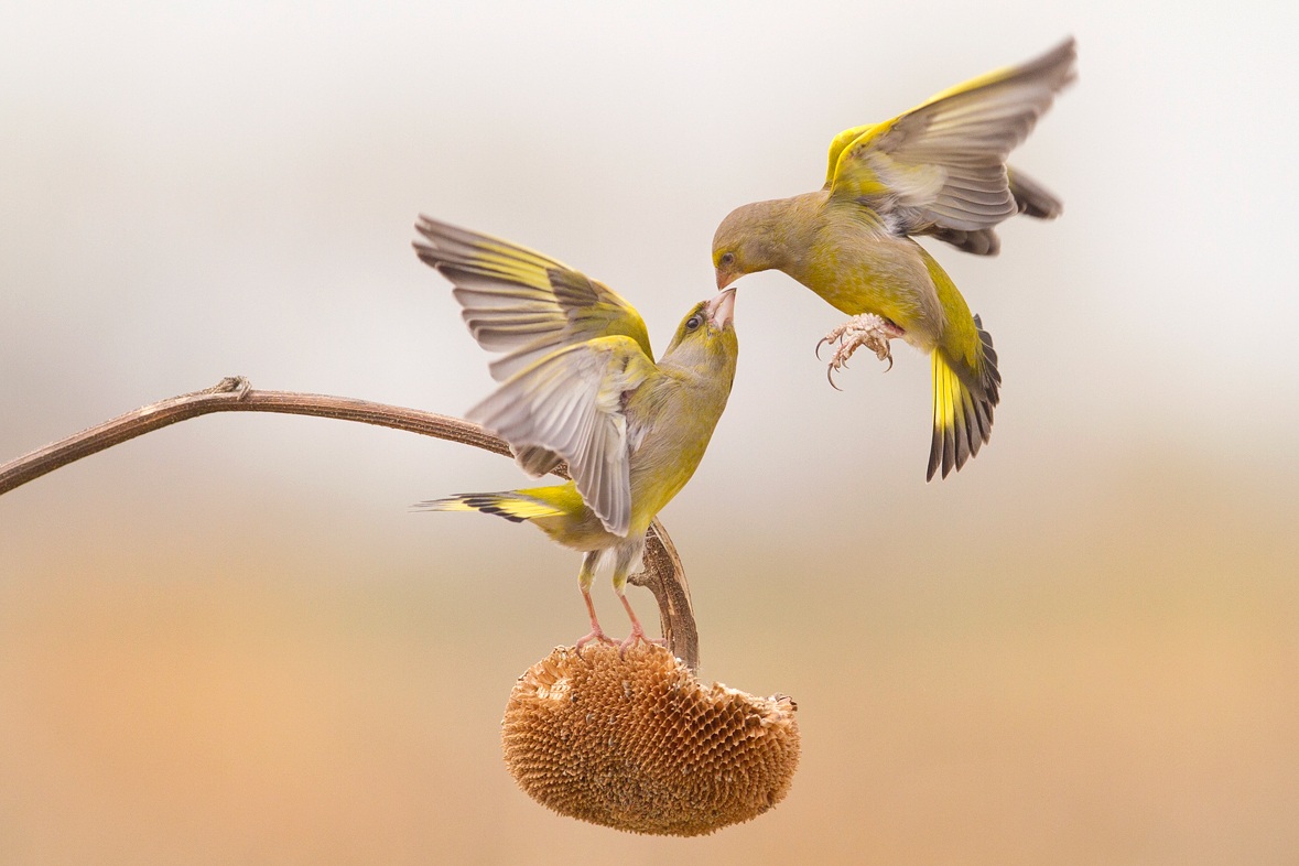 Dancing on a sunflower