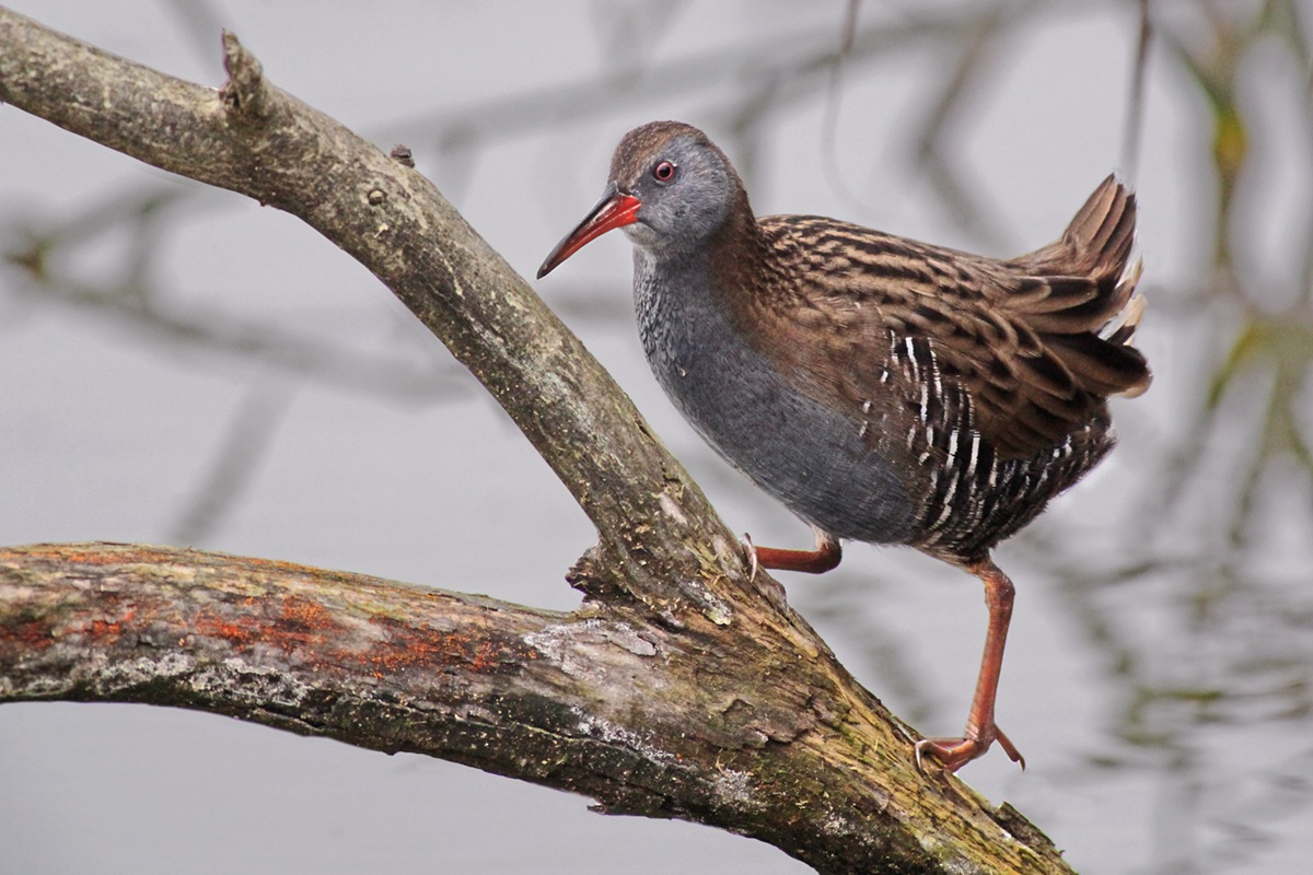 Water Rail