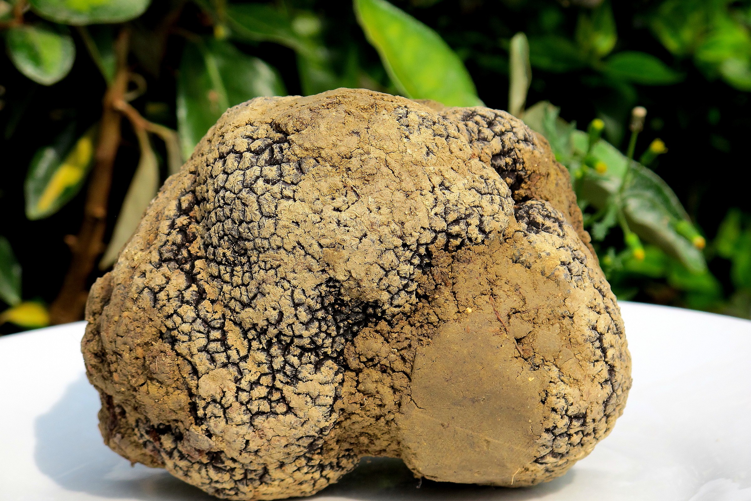 giant truffle.