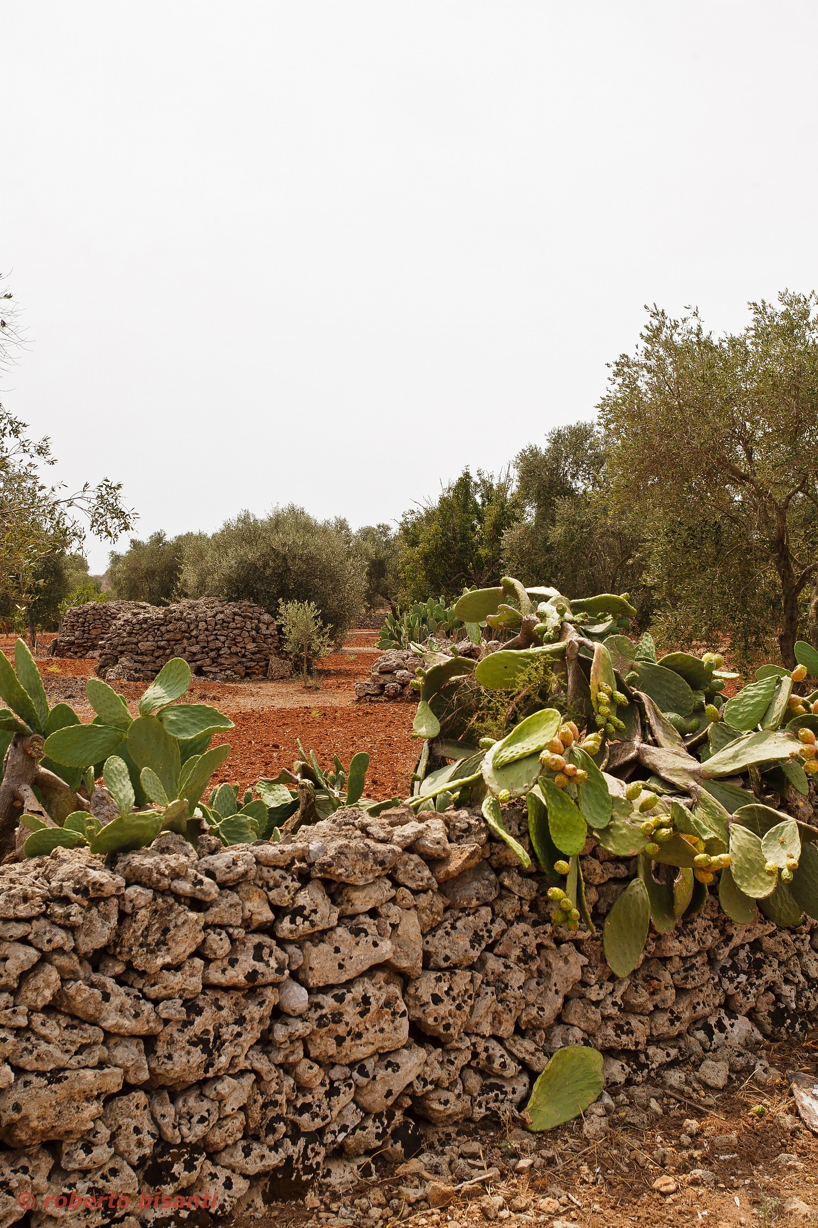 glimpse of the Salento countryside