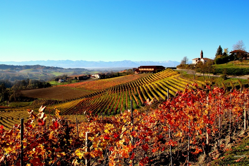 Langhe - Autumn 1