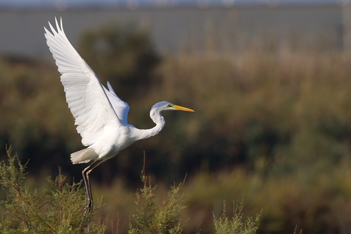 Airone Bianco maggiore
