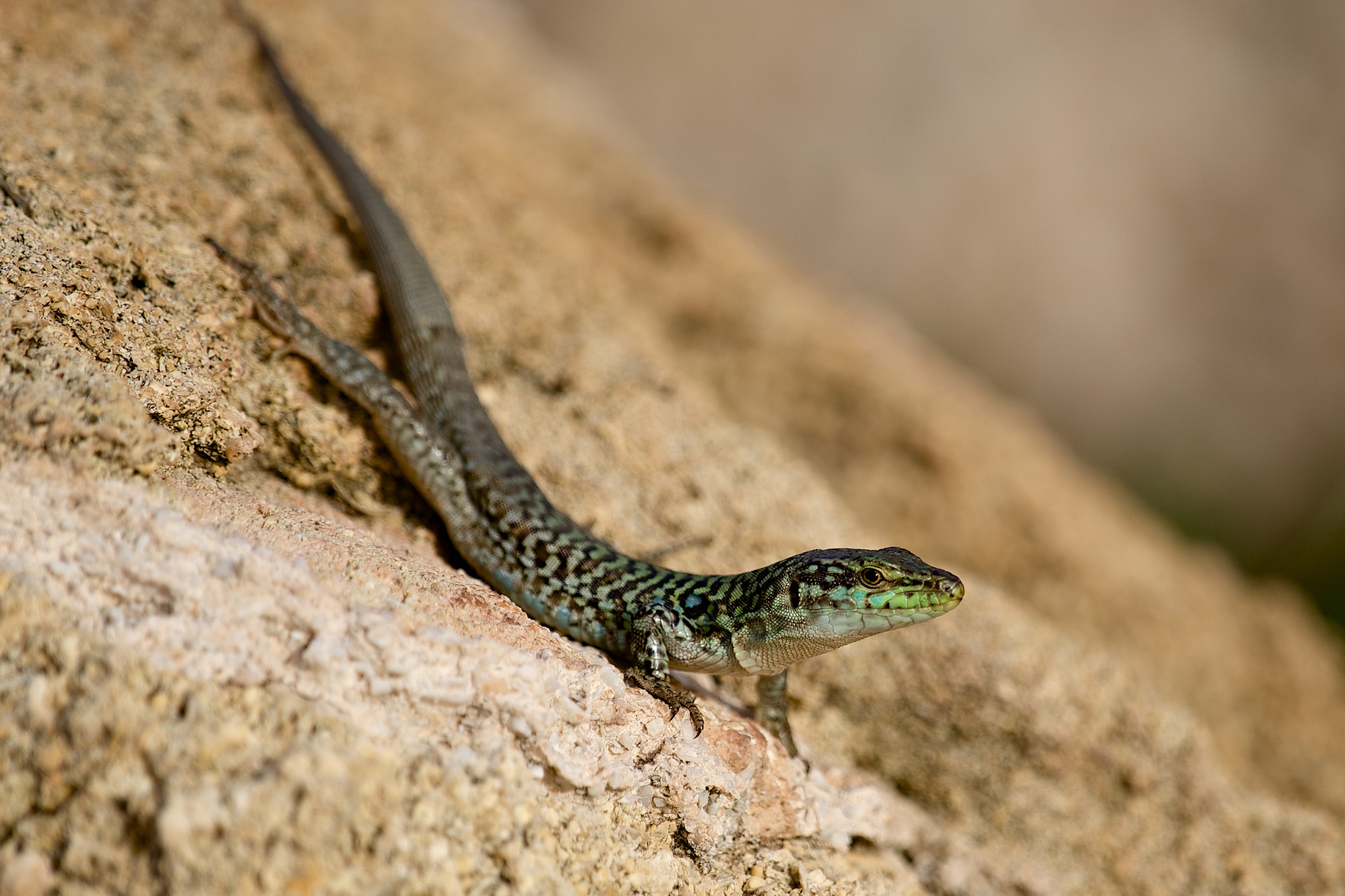 Lizard - Sicily