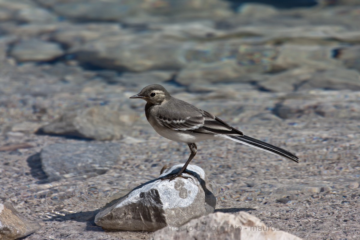White Wagtail