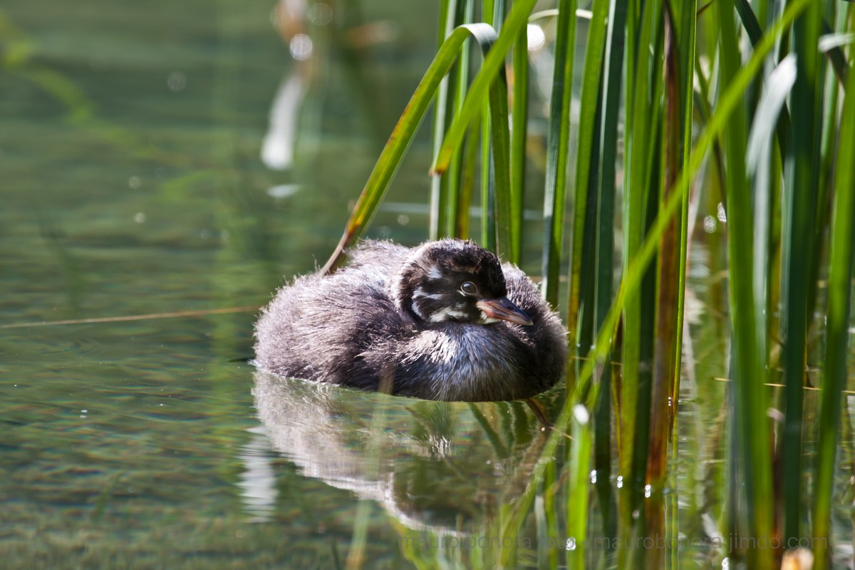 Little Grebe and the lake of Dobbiaco