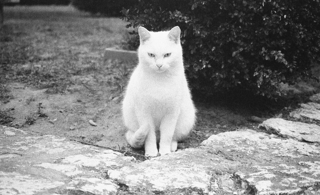 A White Ghost In My Garden