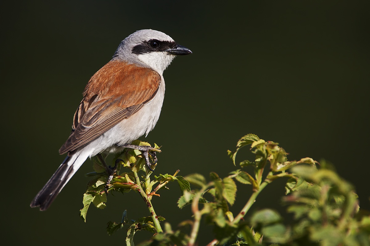 Red-backed Shrike male