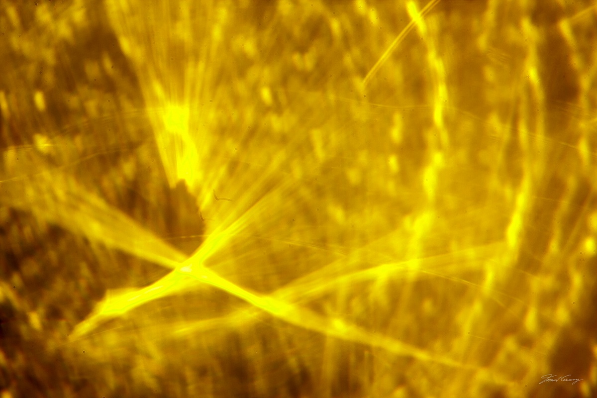 non obbiettivo giallo