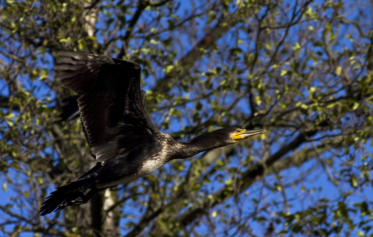 cormorano nel verde......