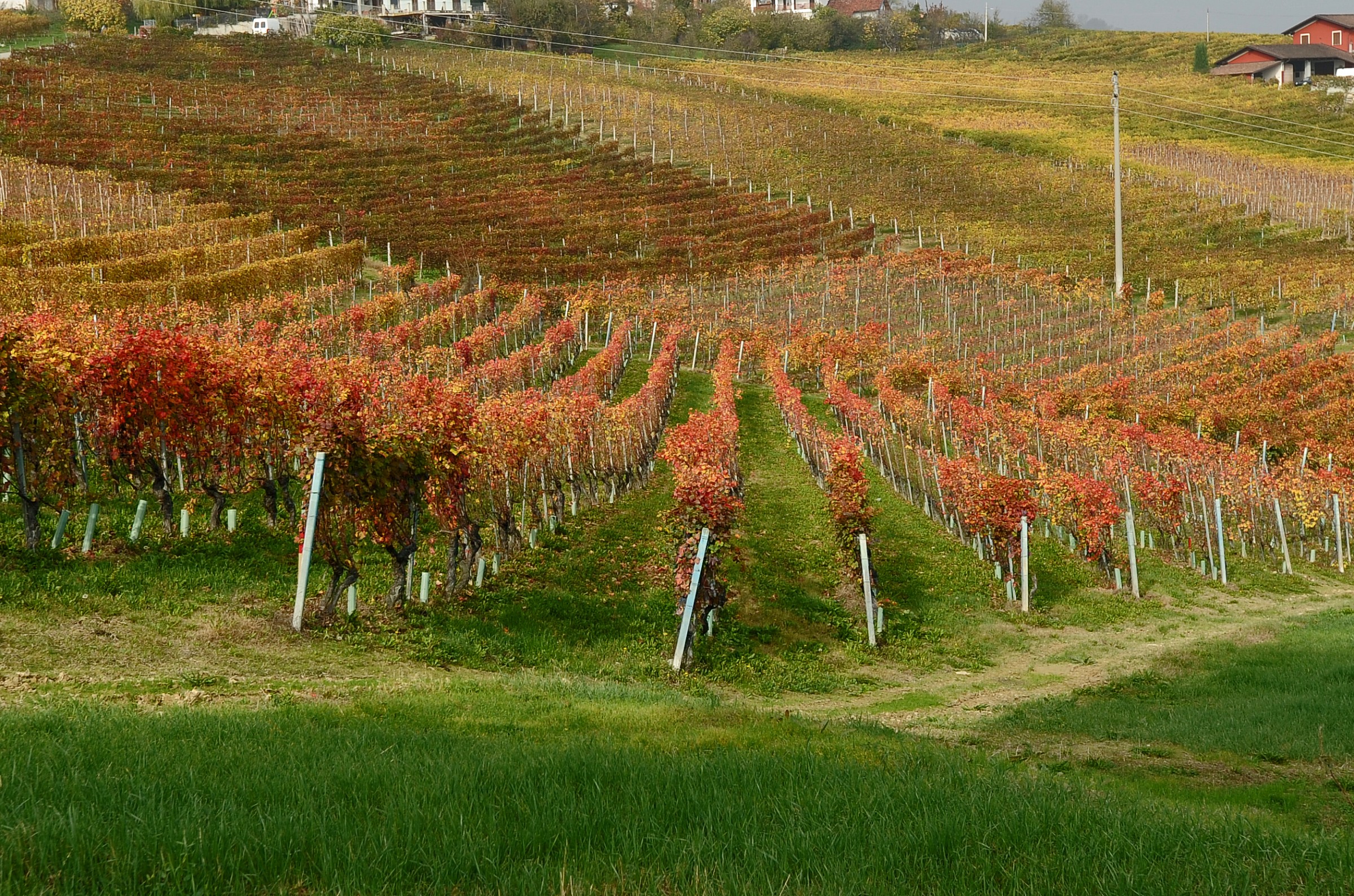 Le Vigne del Barolo