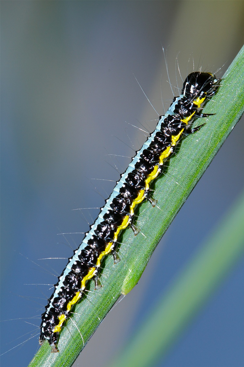 ...o Hyphantria nostrana ?