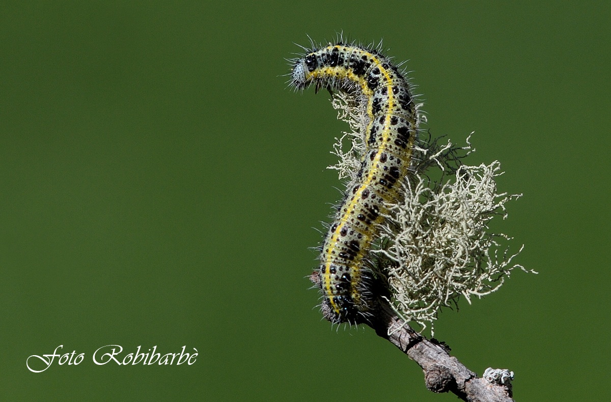 Il bruco ....