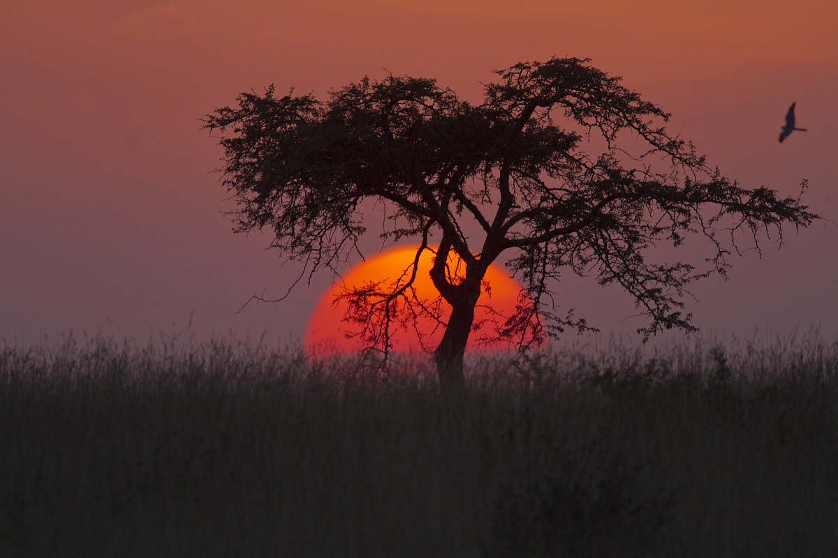 ll flight of the nightjar