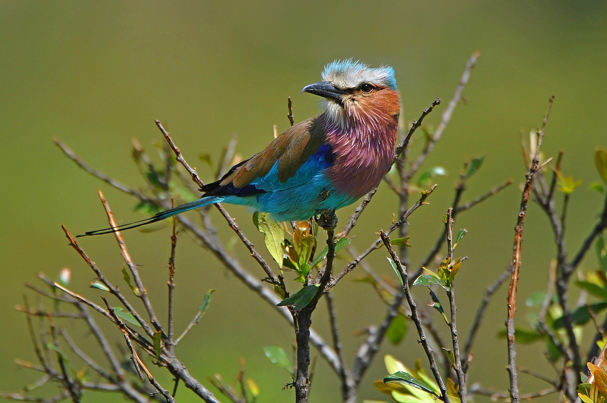 The Lilac-breasted Roller