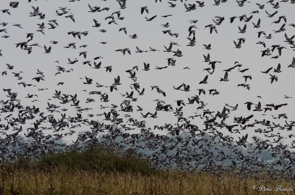 Pigeons in the stubble