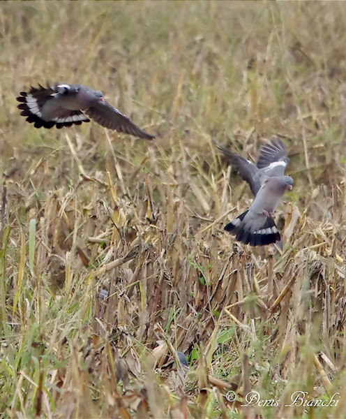 Coppiola young pigeons during drop