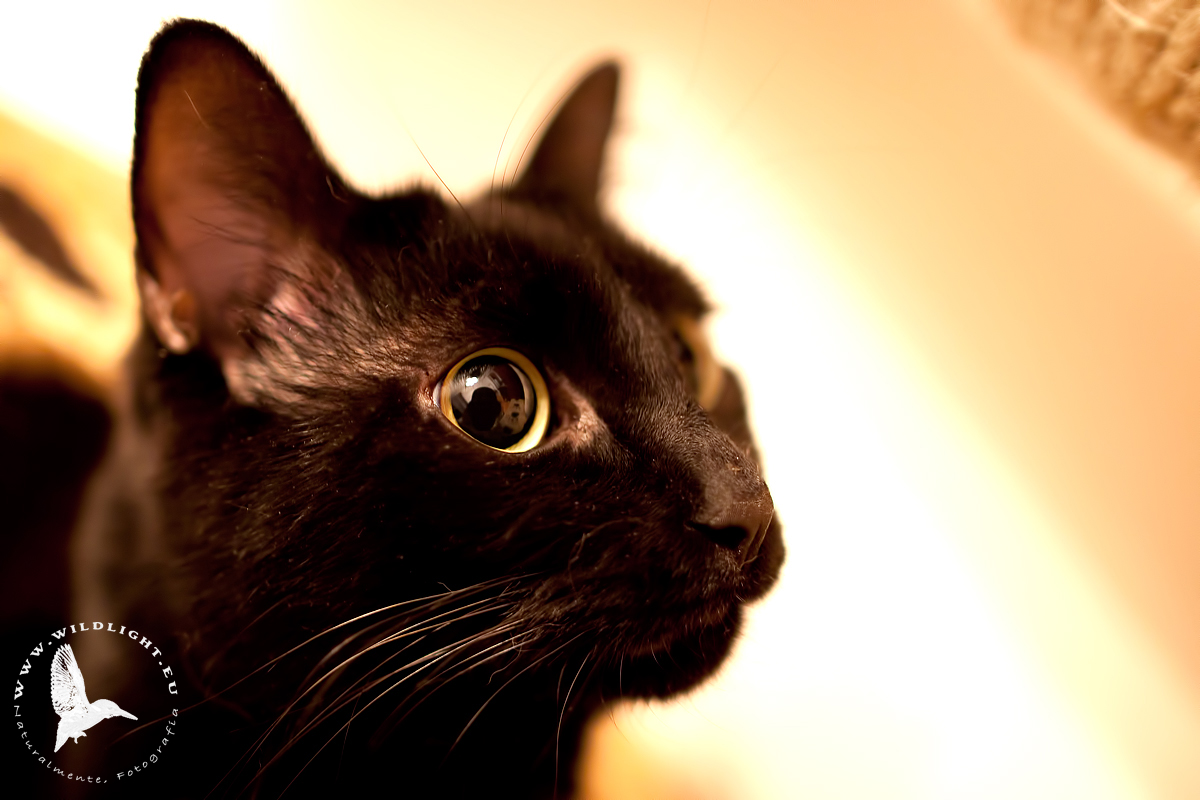 Me and my shadow ...