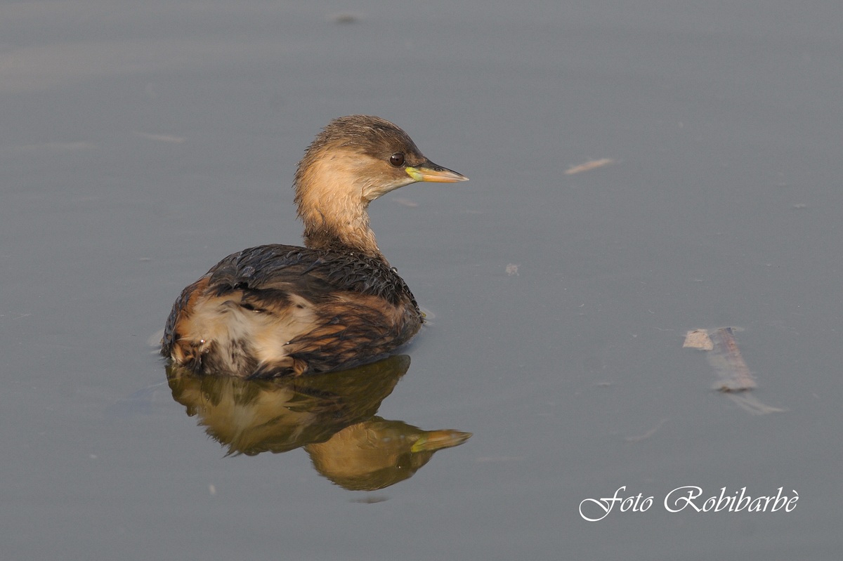 Tuffetto,,, che simpatico....