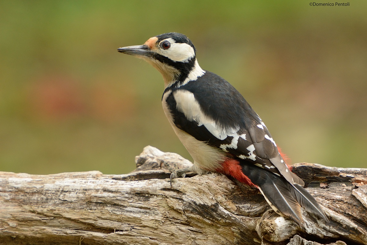 Picchio Rosso Maggiore (Femmina)