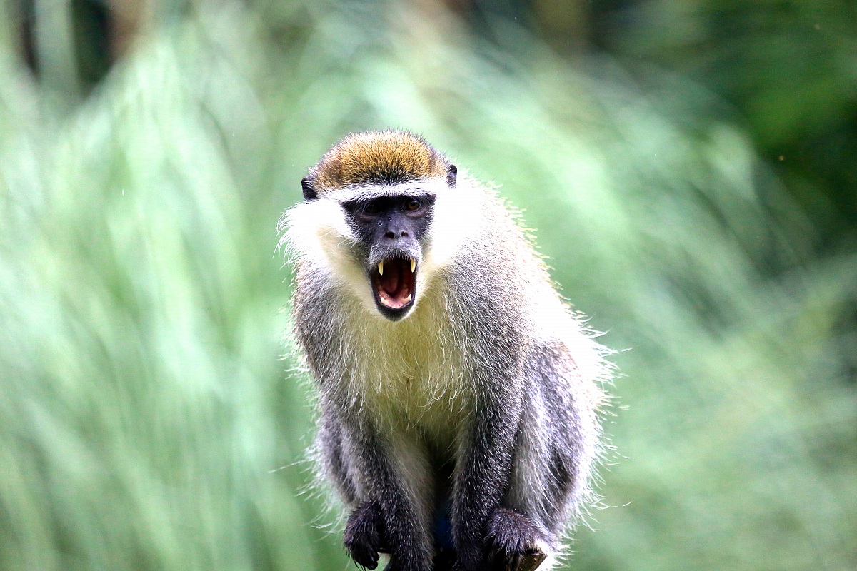 attention ..... bite