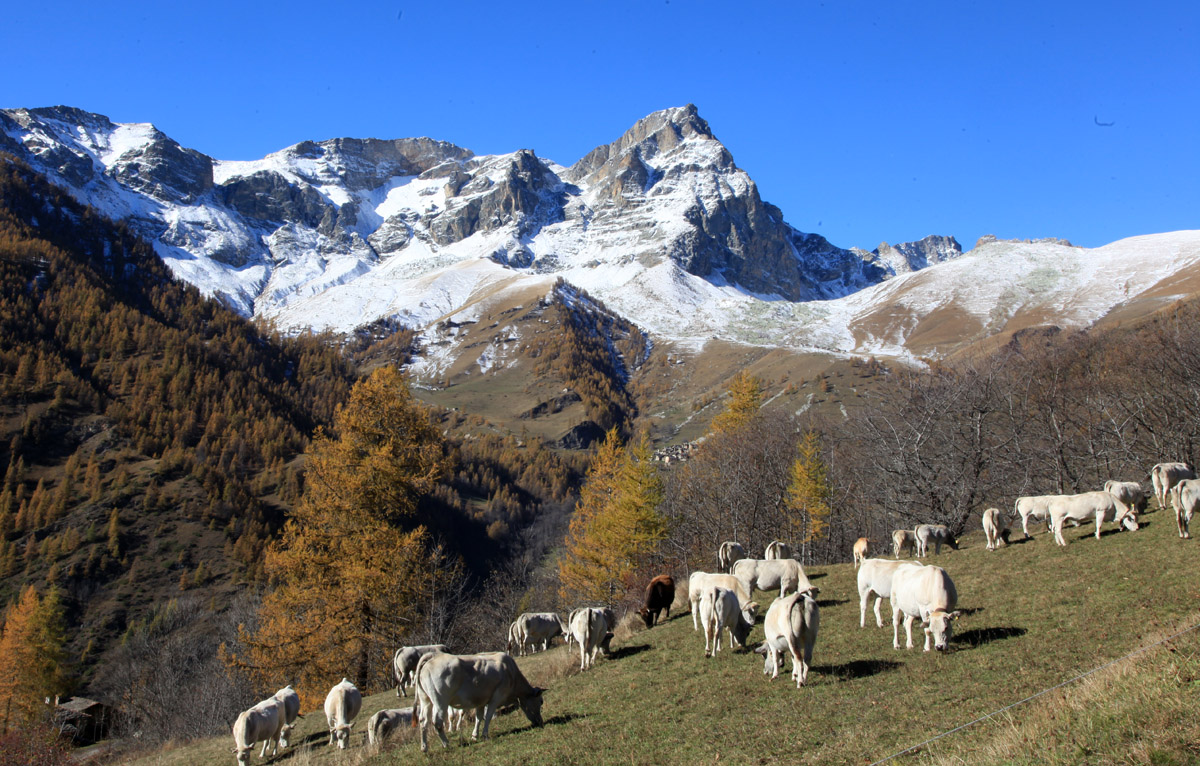 Ultimi giorni di pascolo
