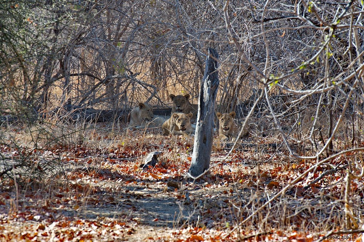 a piedi davanti ai leoni....
