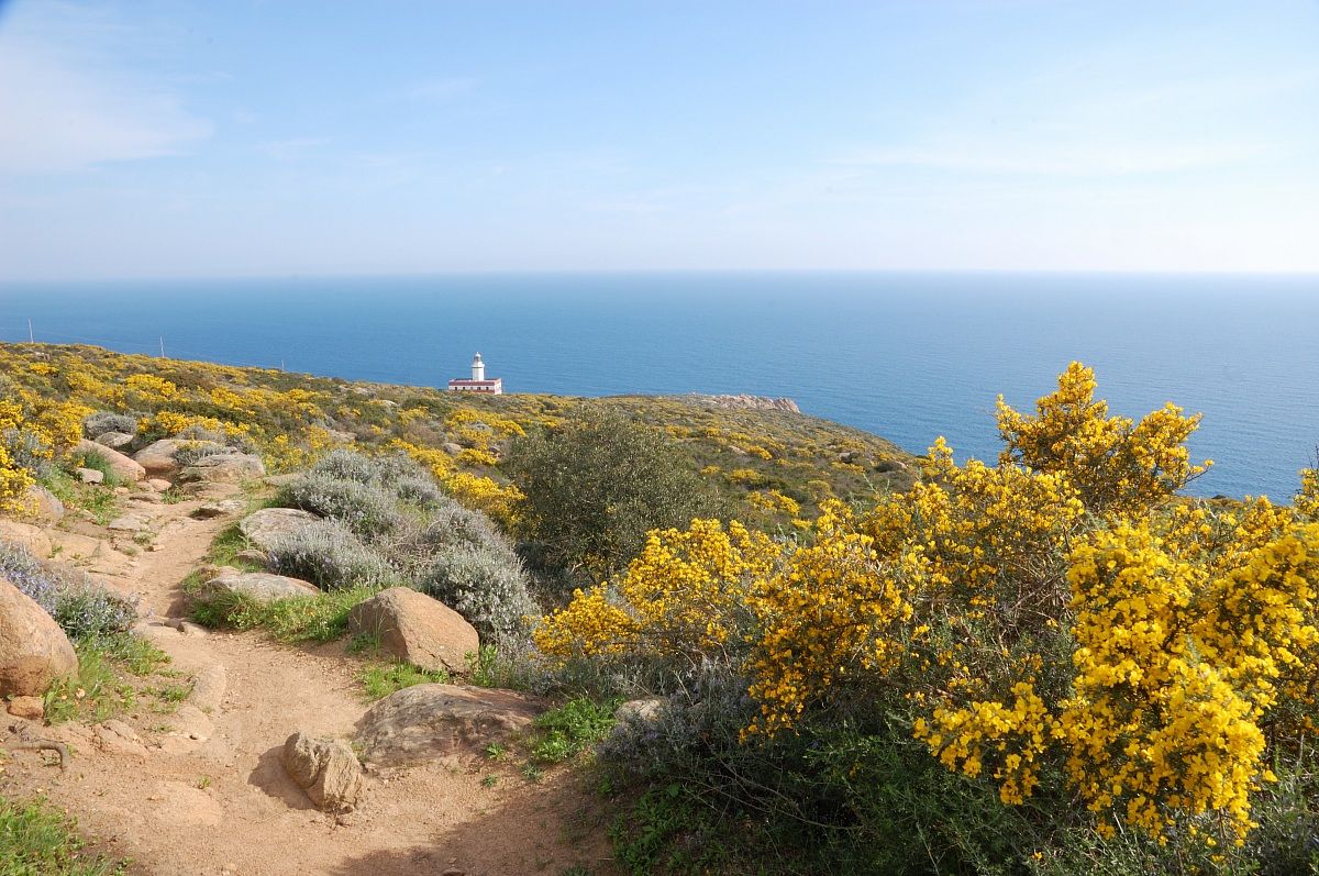tip Capel Rosso (Isola del Giglio)