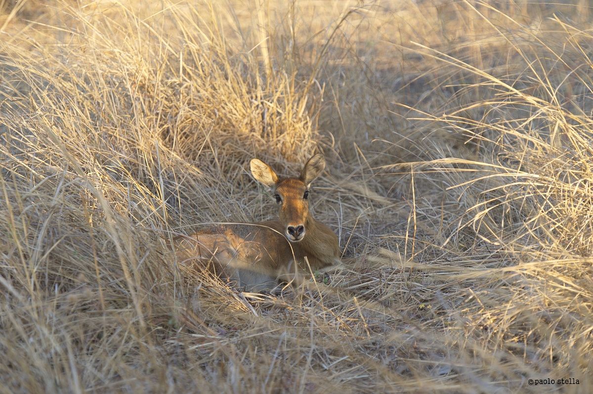 Puku (Kobus vardonii) birth - 1