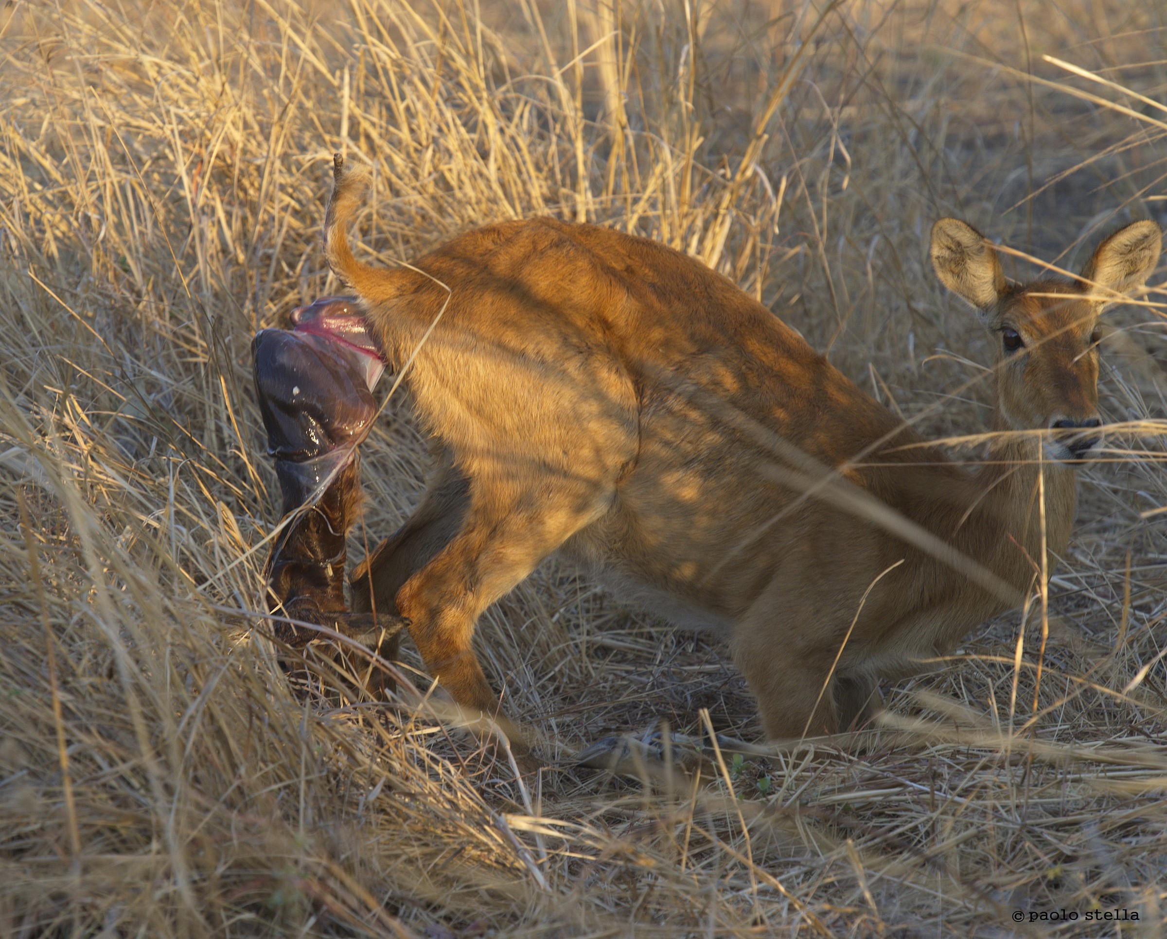 Puku (Kobus vardonii) birth - 2