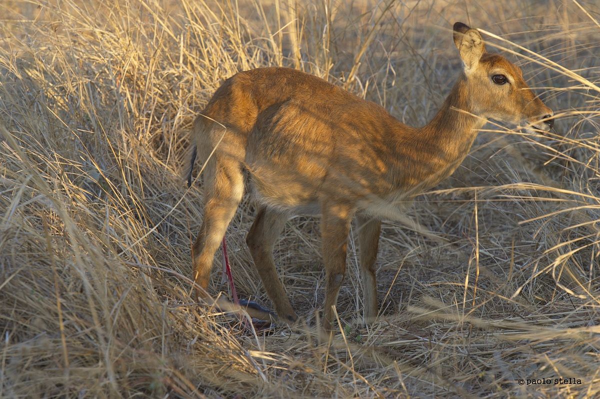 Puku (Kobus vardonii) birth - 3