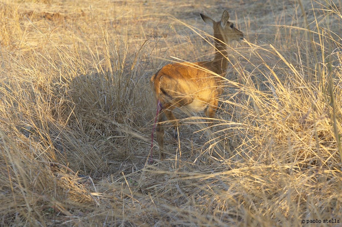 Puku (Kobus vardonii) birth - 4