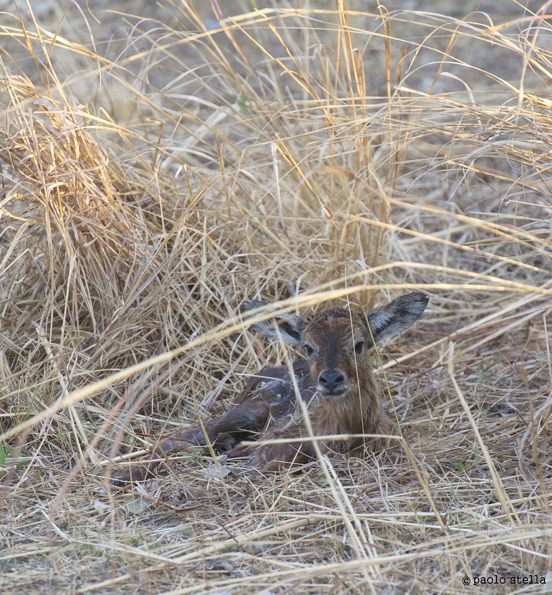 Puku (Kobus vardonii) birth - 6
