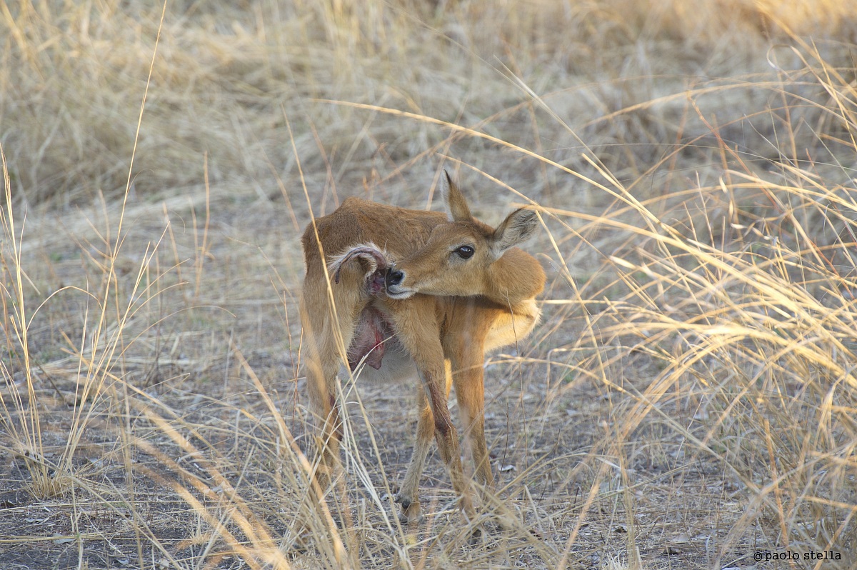 Puku (Kobus vardonii) birth - 7