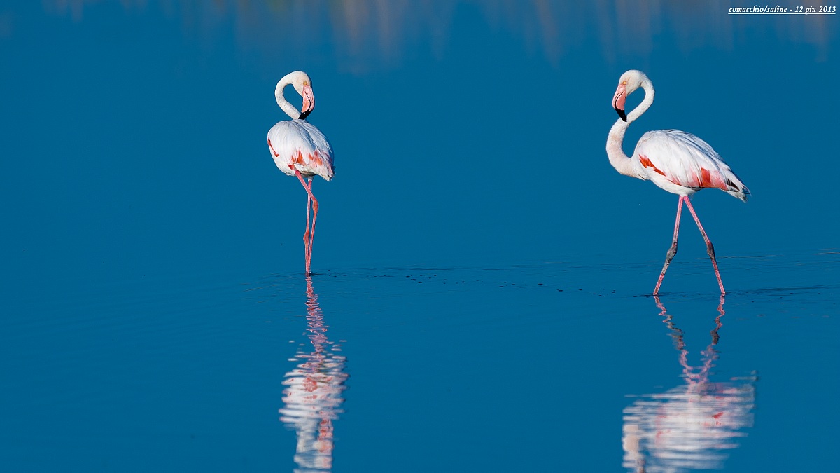 fenicotteri
