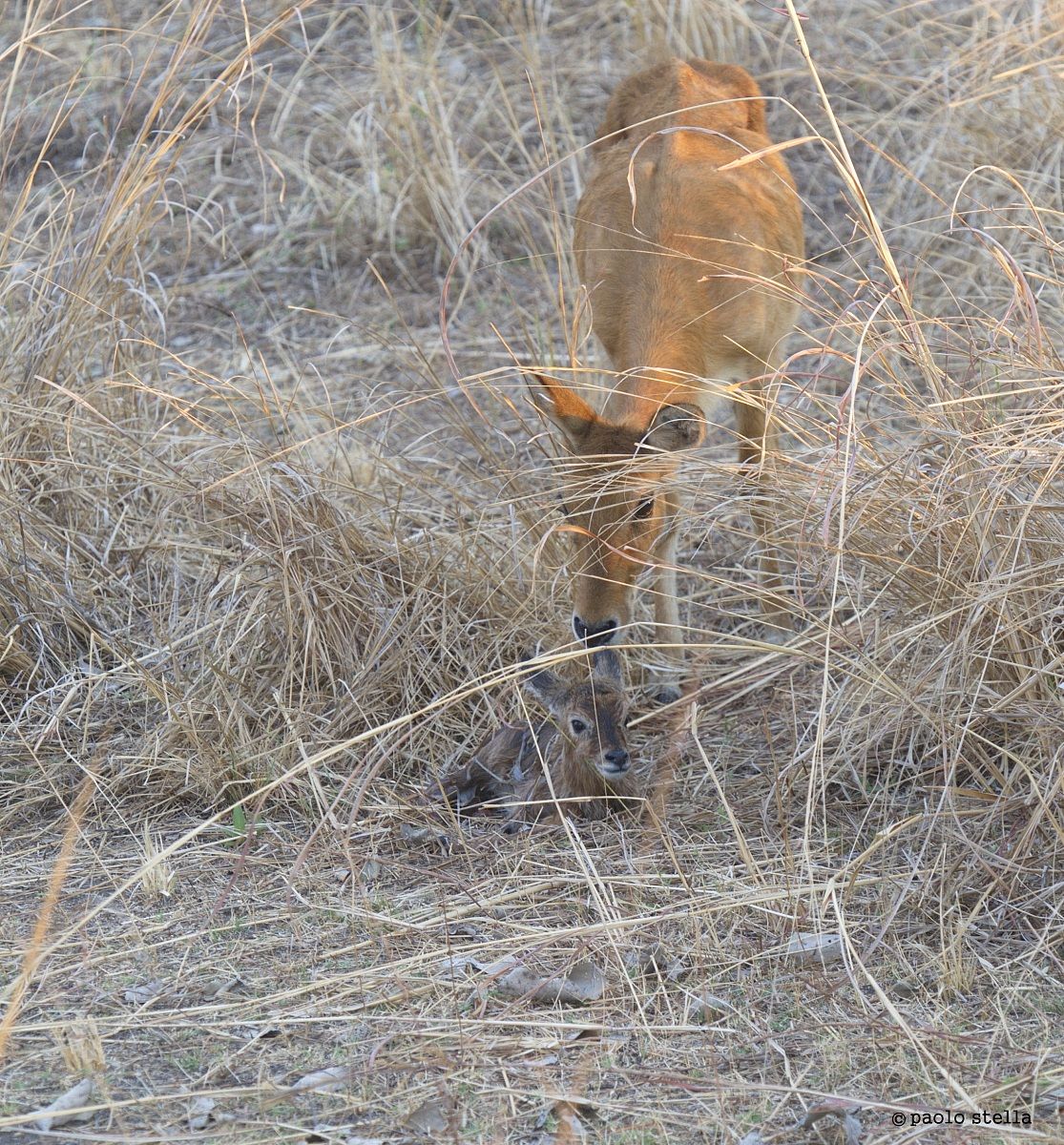 Puku (Kobus vardonii) birth - 8