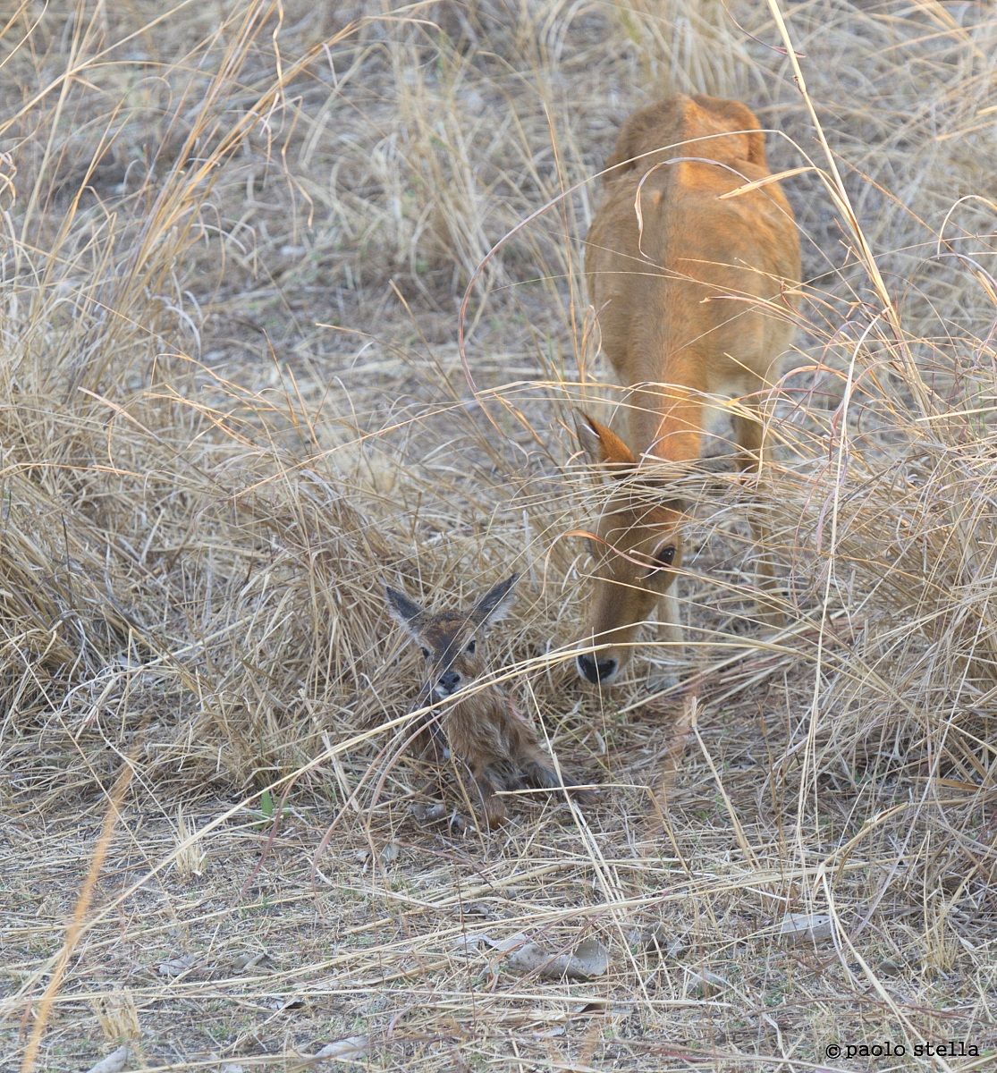Puku (Kobus vardonii) birth - 9