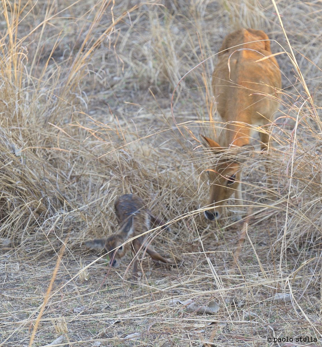 Puku (Kobus vardonii) birth - 10