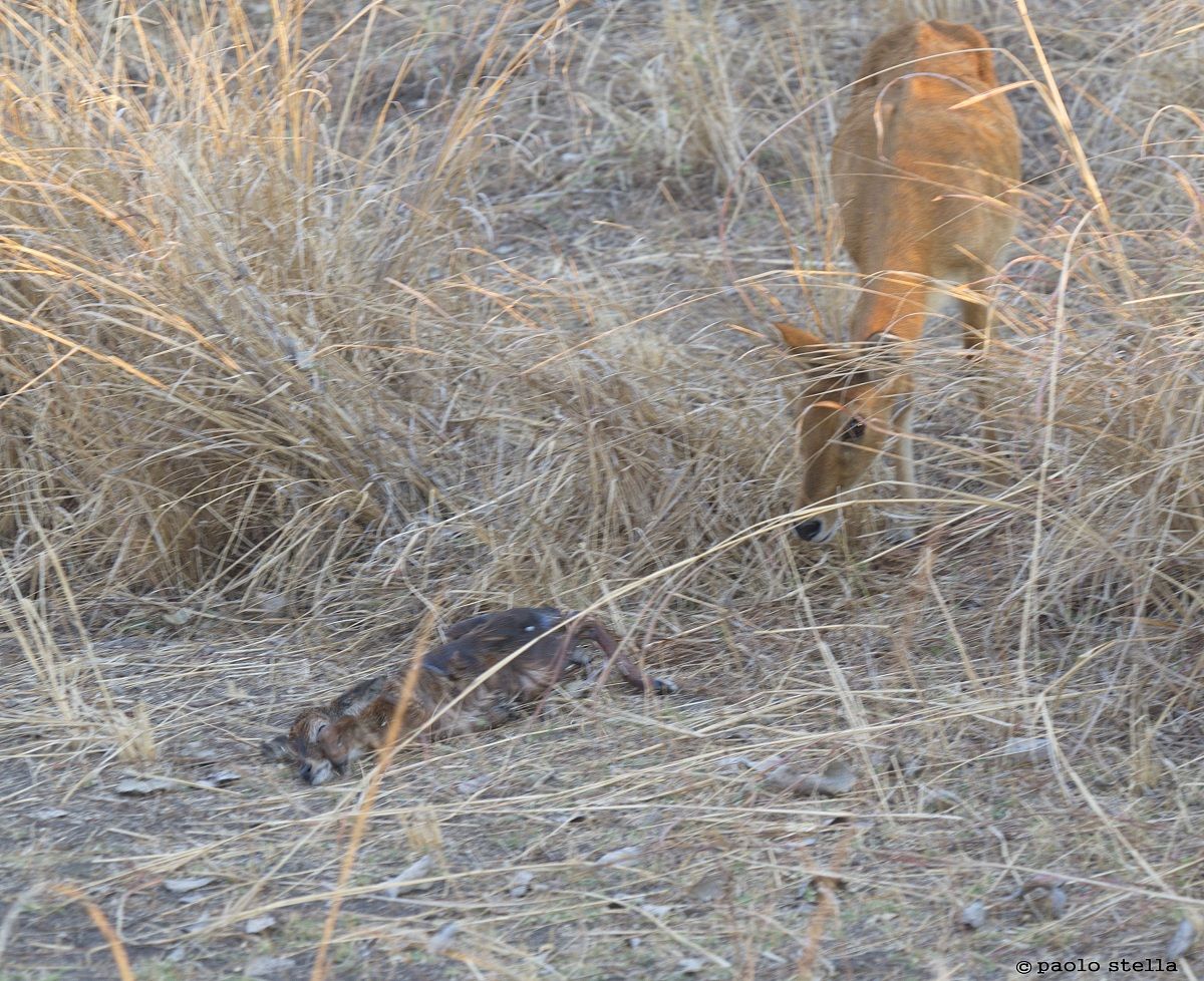 Puku (Kobus vardonii) birth - 11