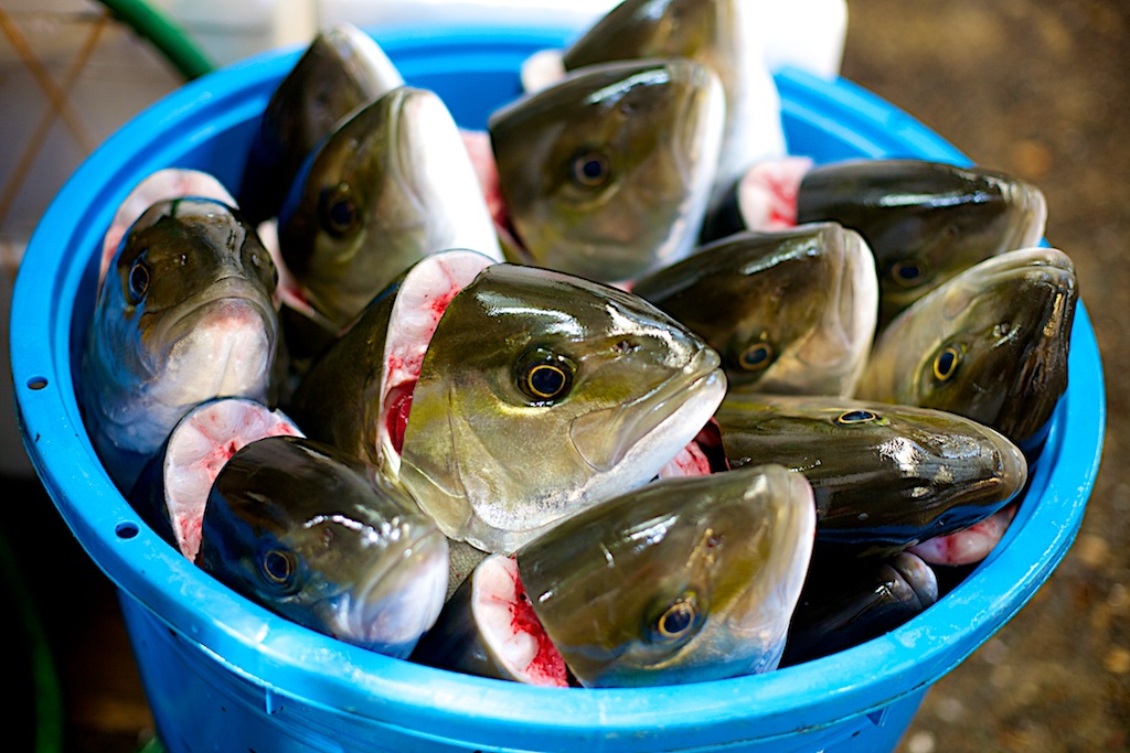 Tsukiji - Tokyo Mercato del pesce