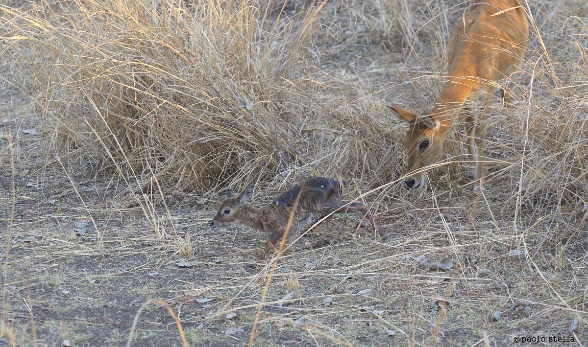 Puku (Kobus vardonii) birth - 12